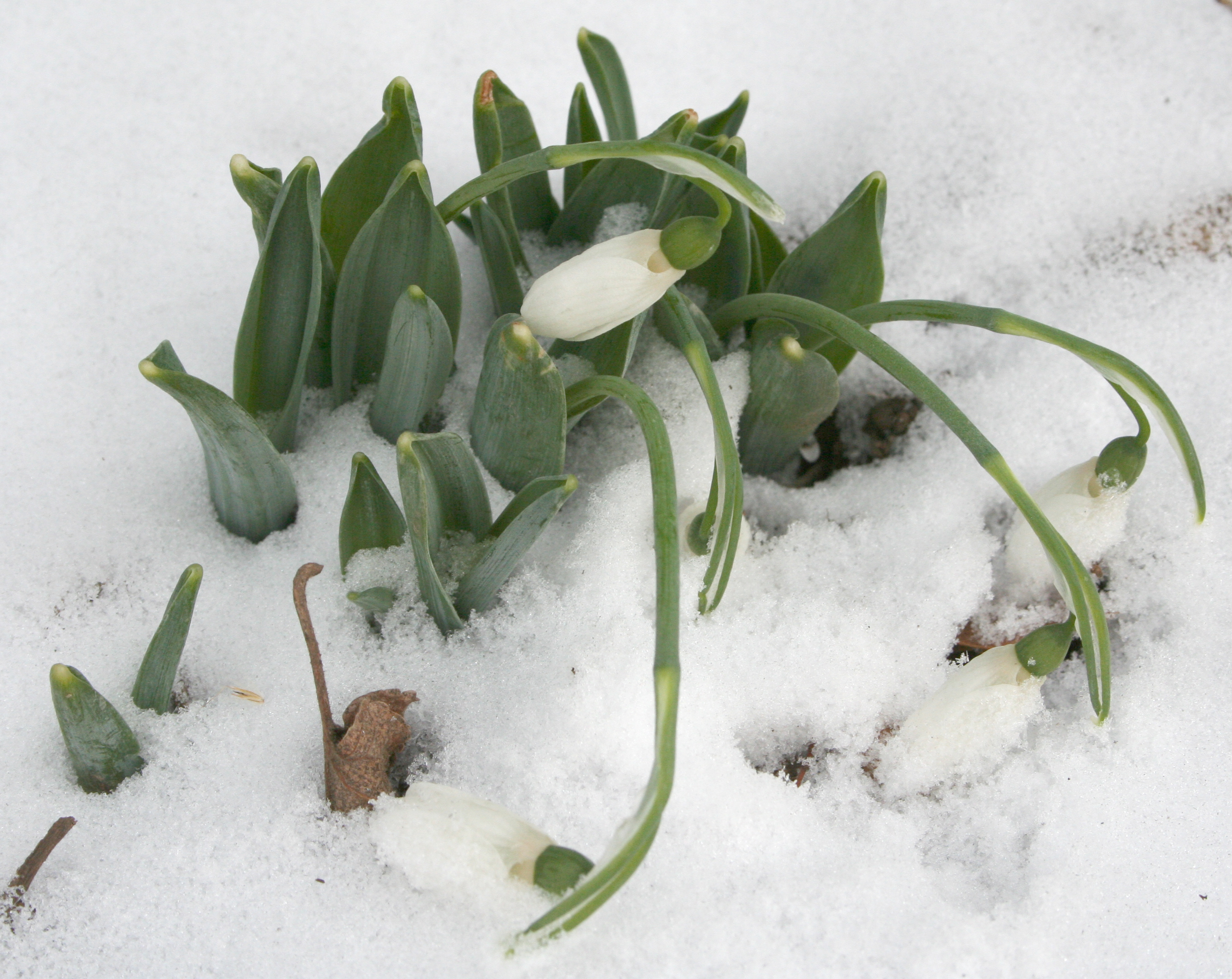 Snow drop